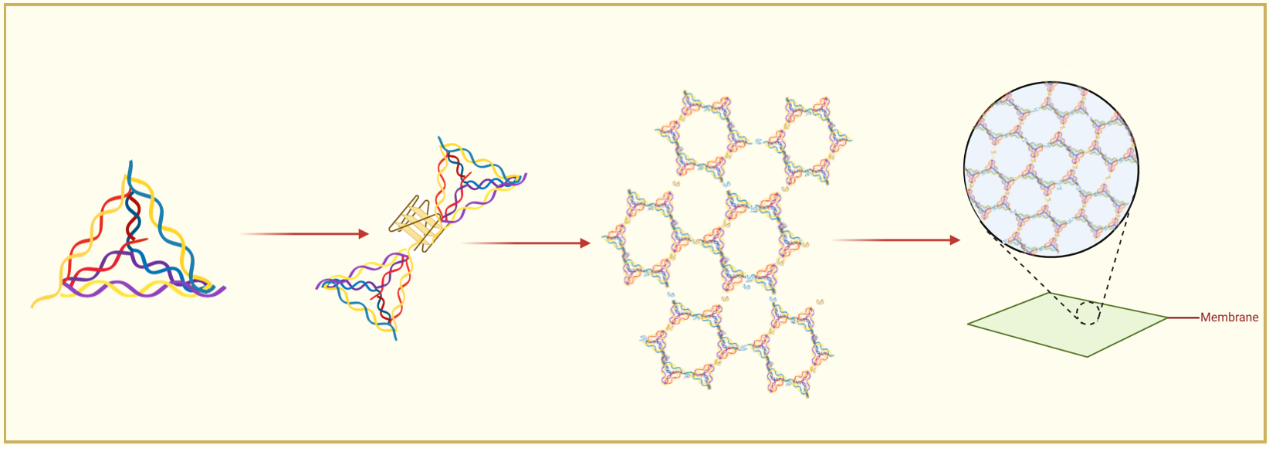 Diagram showing the integration of TDNs and G4s to form a membrane