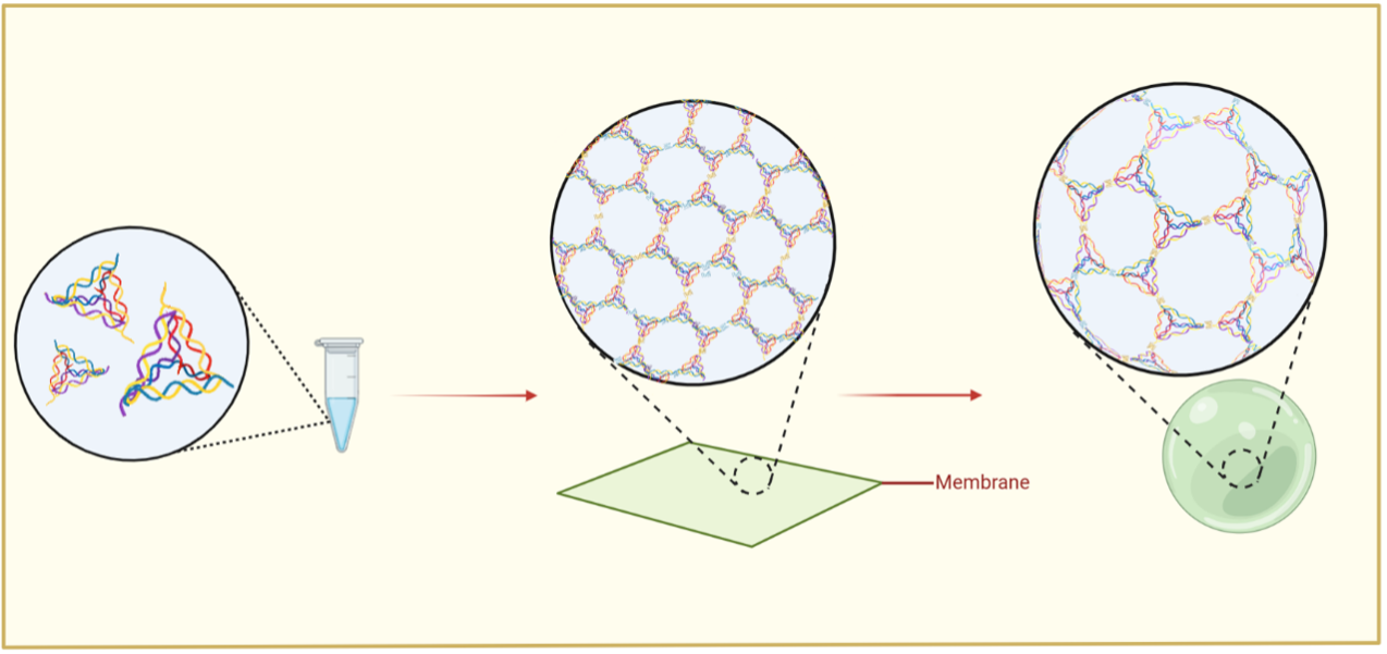 Animation illustrating the transition from a 2D DNA membrane to a 3D nanovesicle
