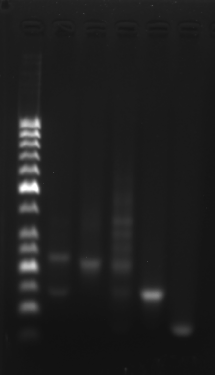 image-20251009005750504