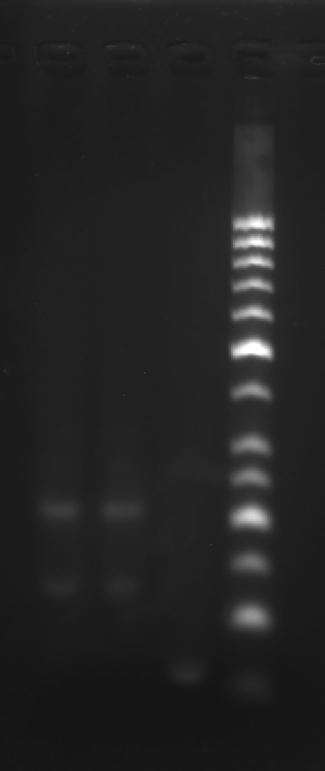 image-20251009010030256