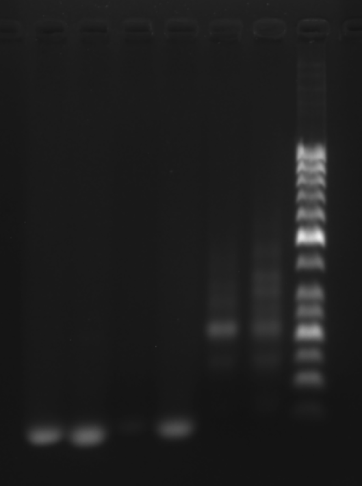 image-20251009010159890